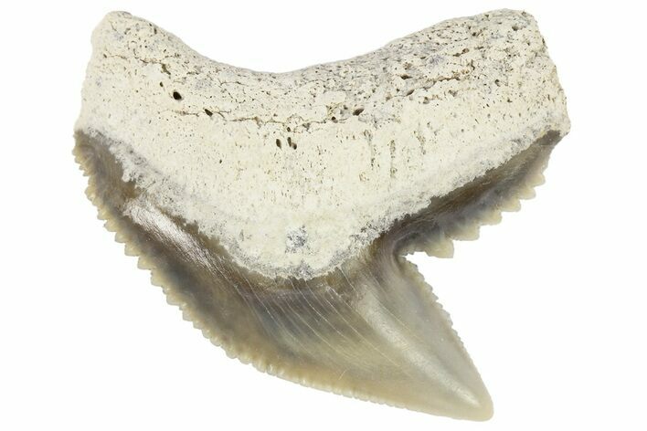 Fossil Tiger Shark (Galeocerdo) Tooth - Aurora, NC #179009